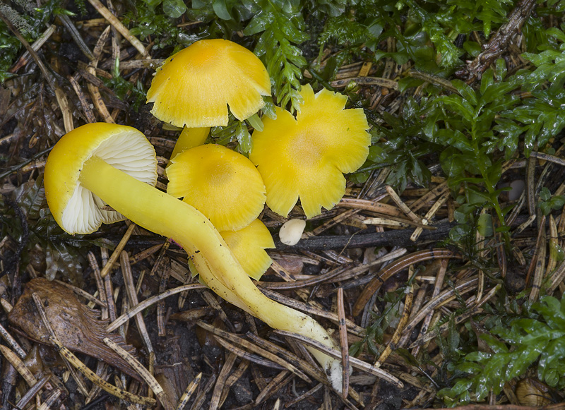 Hygrocybe ceracea